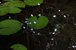 Eastern purple bladderwort